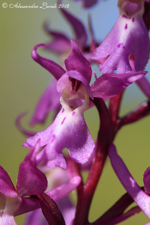 Orchis mascula - 05